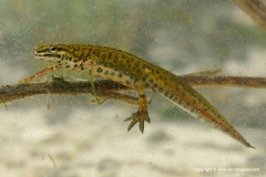 Lissotriton graecus