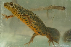 Triturus macedonicus