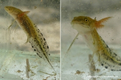 Triturus macedonicus