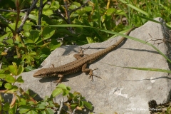 Podarcis muralis albanica