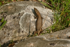 Algyroides nigropunctatus