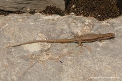 Podarcis muralis albanica