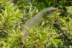 Lacerta viridis meridionalis
