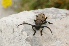 Dorcatypus (Herophila) tristis