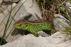 Lacerta agilis bosnica