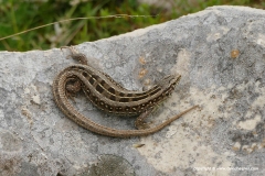 Lacerta agilis bosnica