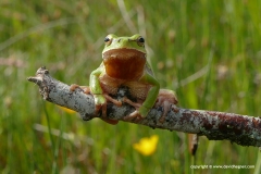 Hyla arborea