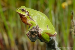 Hyla arborea