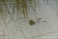 Pelophylax kurtmulleri