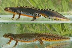 Ichthyosaura alpestris veluchiensis