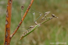 Empusa sp.