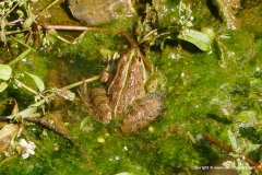 Pelophylax epeiroticus