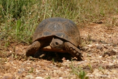 Testudo marginata