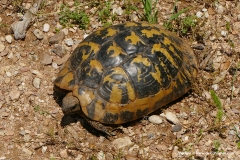 Testudo hermanni