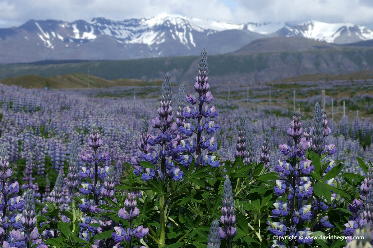 Skaftafell