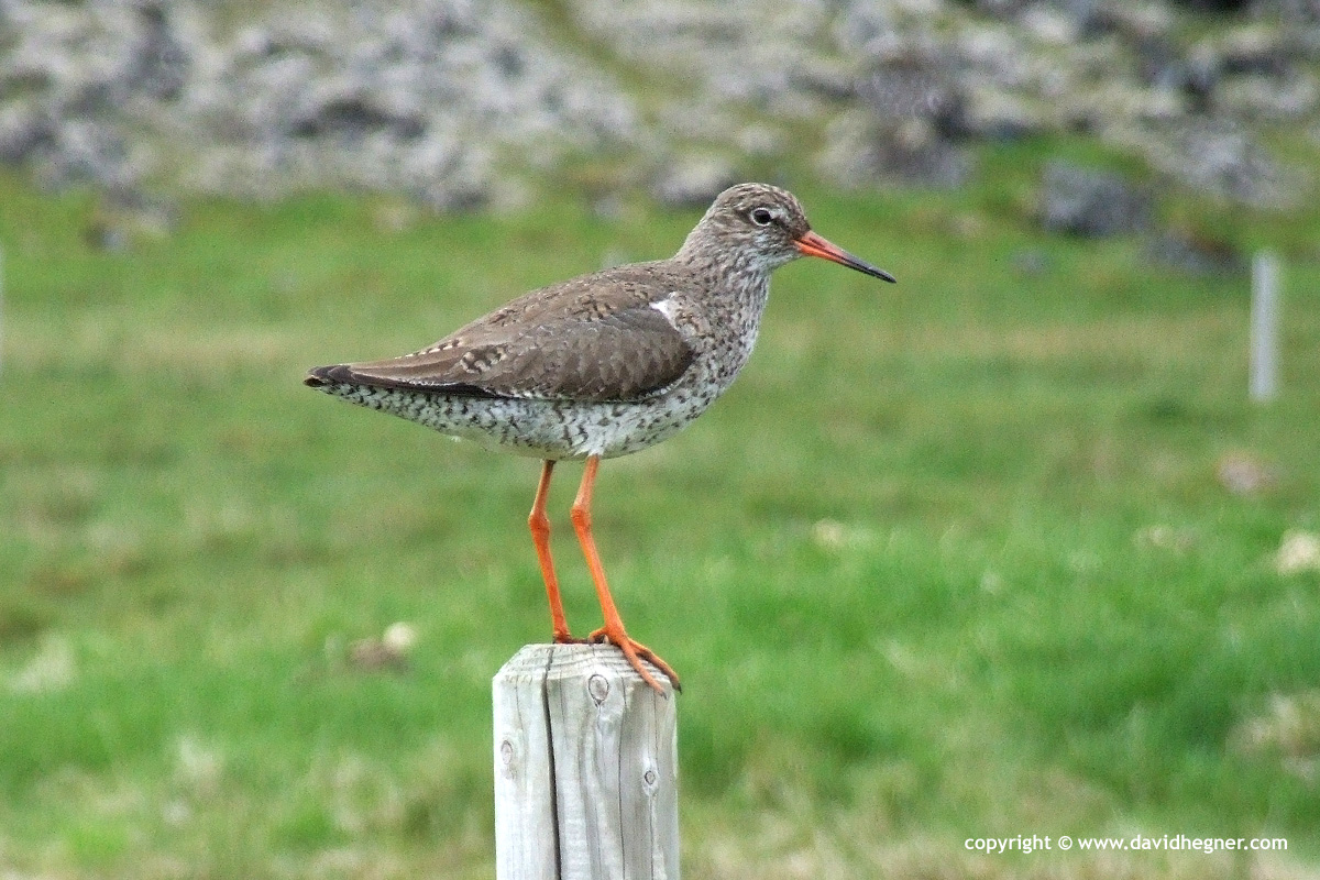 Tringa totanus
