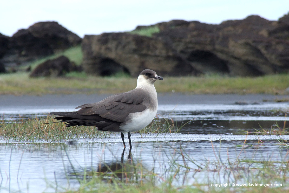 Stercorarius parasiticus