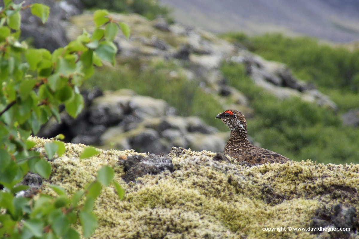 Lagopus mutus