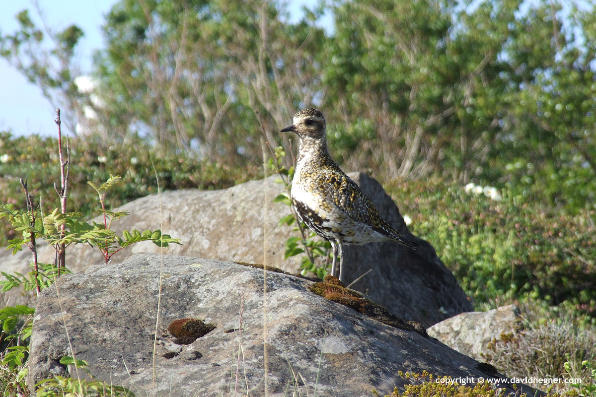Pluvialis apricaria