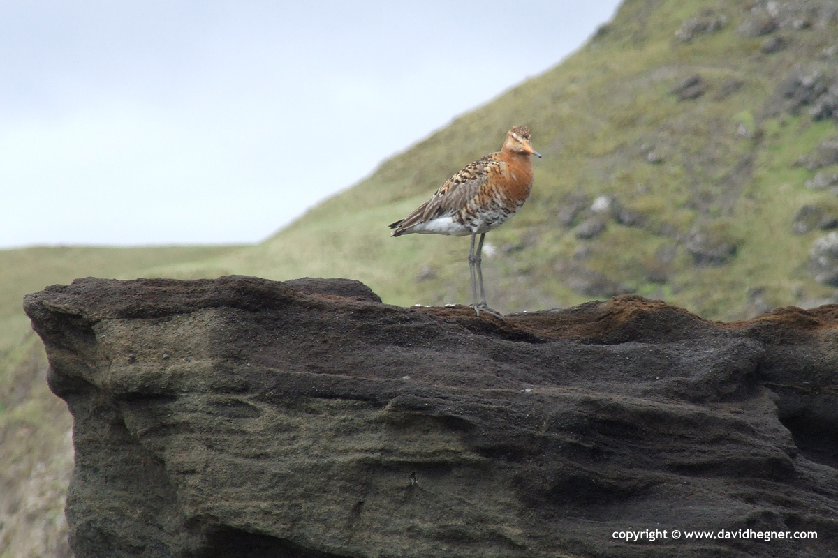 Limosa limosa islandica