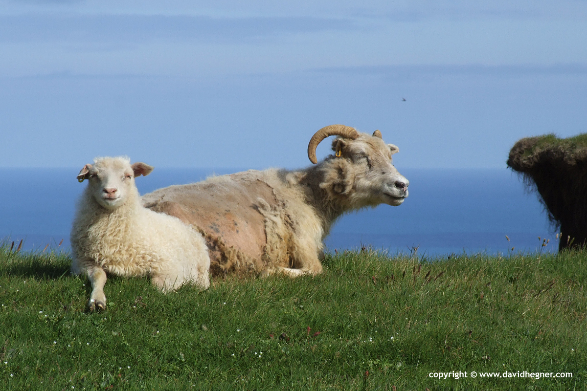 Sheep