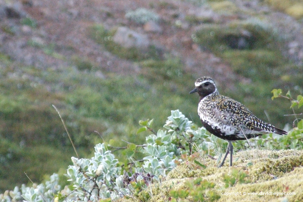 Pluvialis apricaria