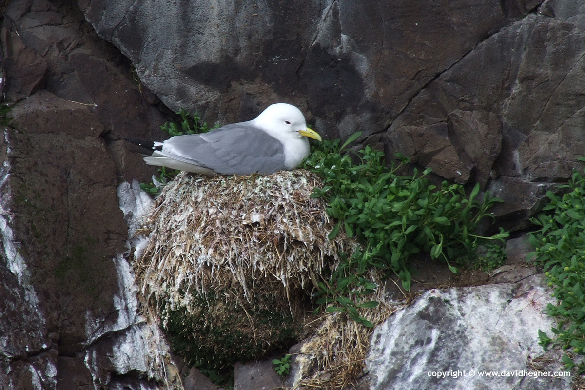 Seagull