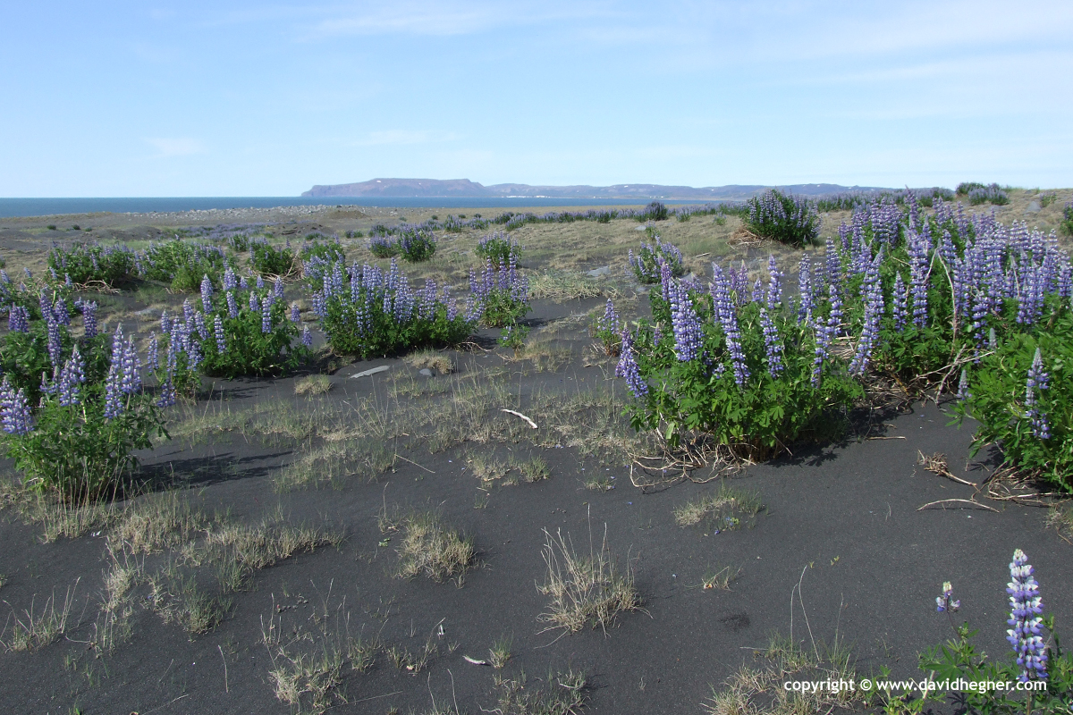 Near Husavík