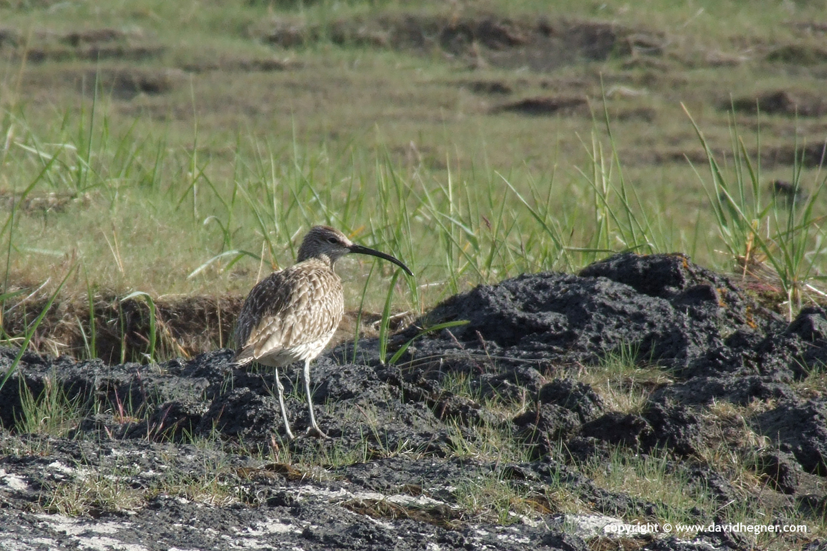 Numenius phaeopus islandicus