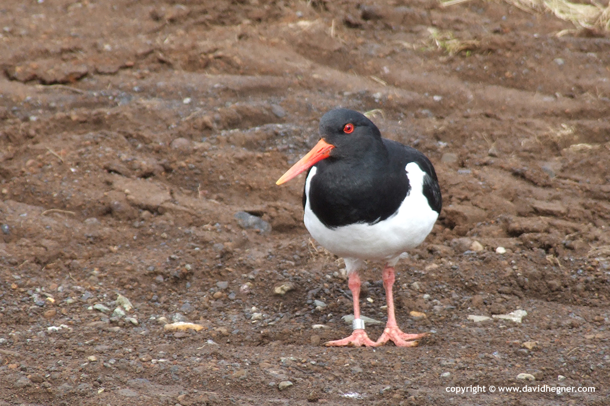 Haematopus ostralegus