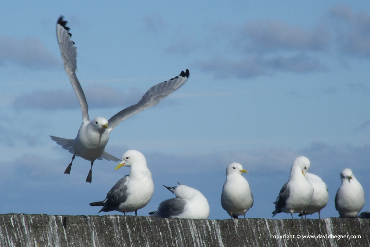 Seagulls