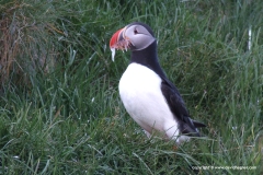 Fratercula arctica