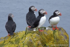 Fratercula arctica