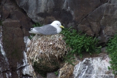Seagull