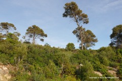 Mt. Carmel