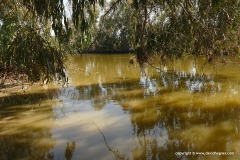 Alexander stream
