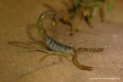 Buthus occitanus israelis