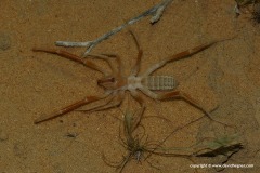 Solifugae sp.