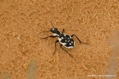 Graphipterus serrato