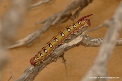 Hyles sp.