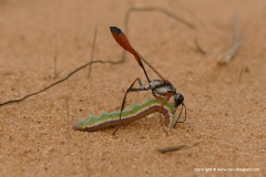 Sceliphrini sp.