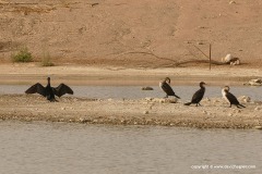 Phalacrocorax carbo