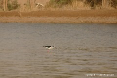 Himantopus himantopus