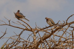 Streptopelia senegalensis