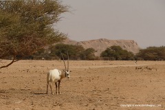 Oryx leucoryx