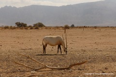Oryx leucoryx