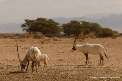 Oryx leucoryx