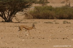 Gazella dorcas