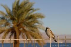 Passer domesticus