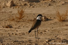 Vanellus spinosus
